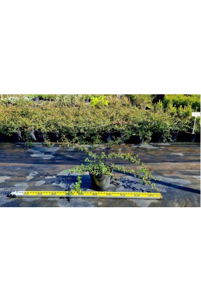 Кизильник Даммера Майор - 3л/вис.5-10см/Ø60-100см